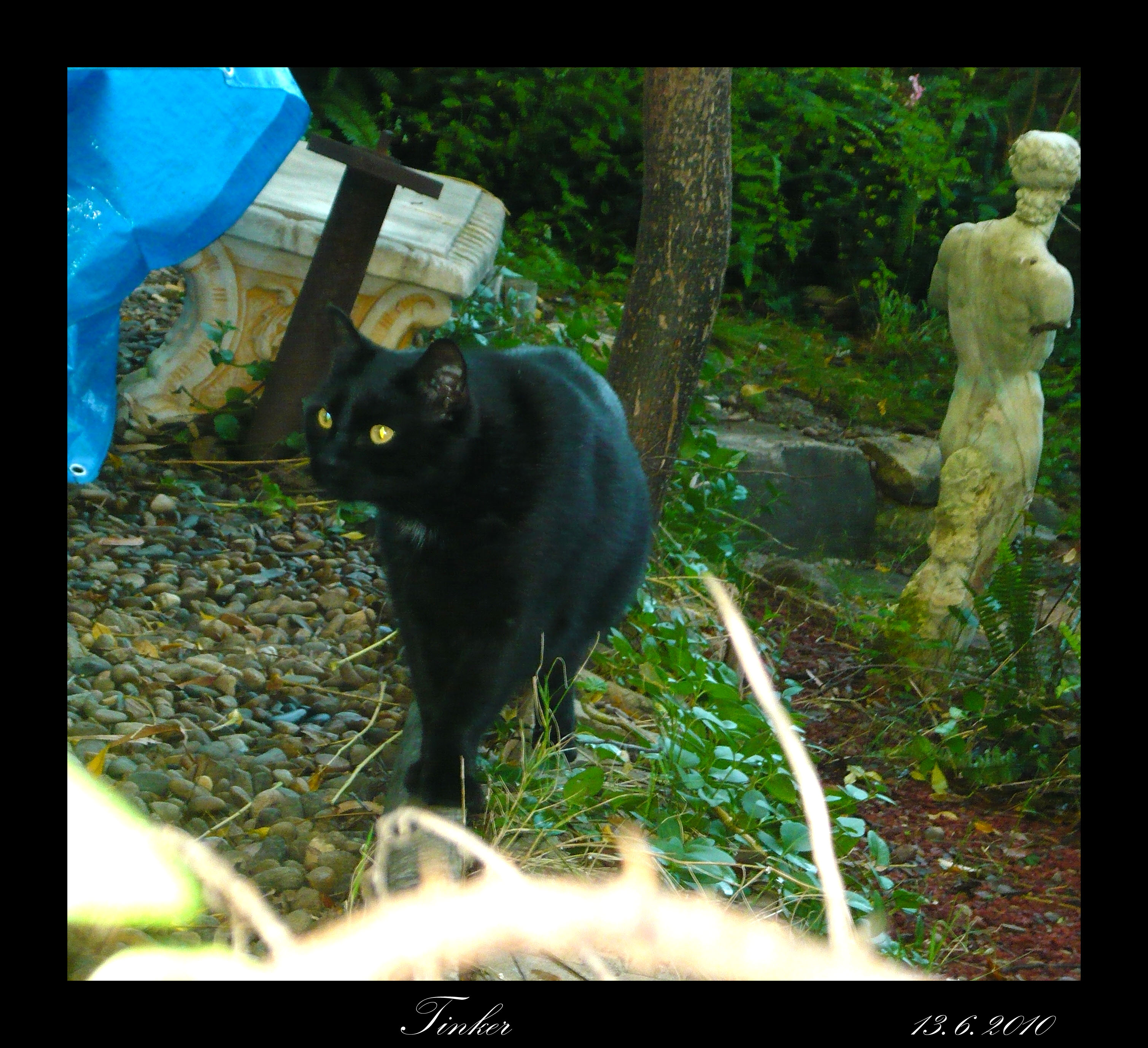 P1010821 tinker