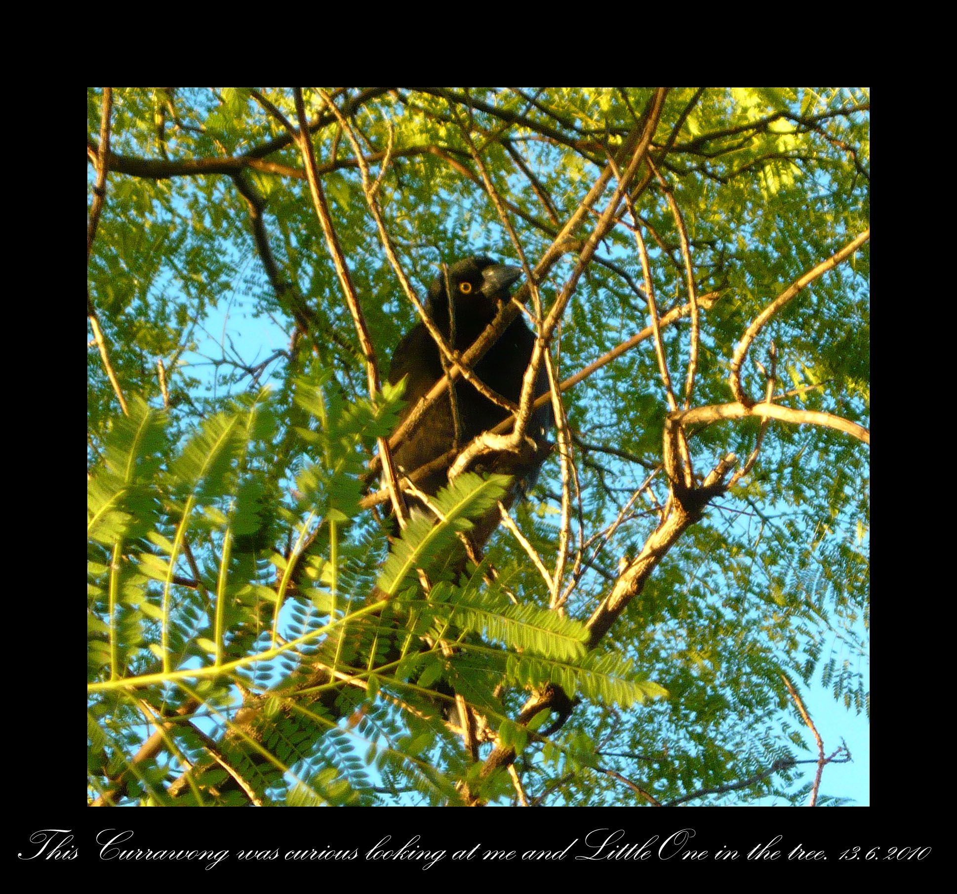 P1010826 currawong