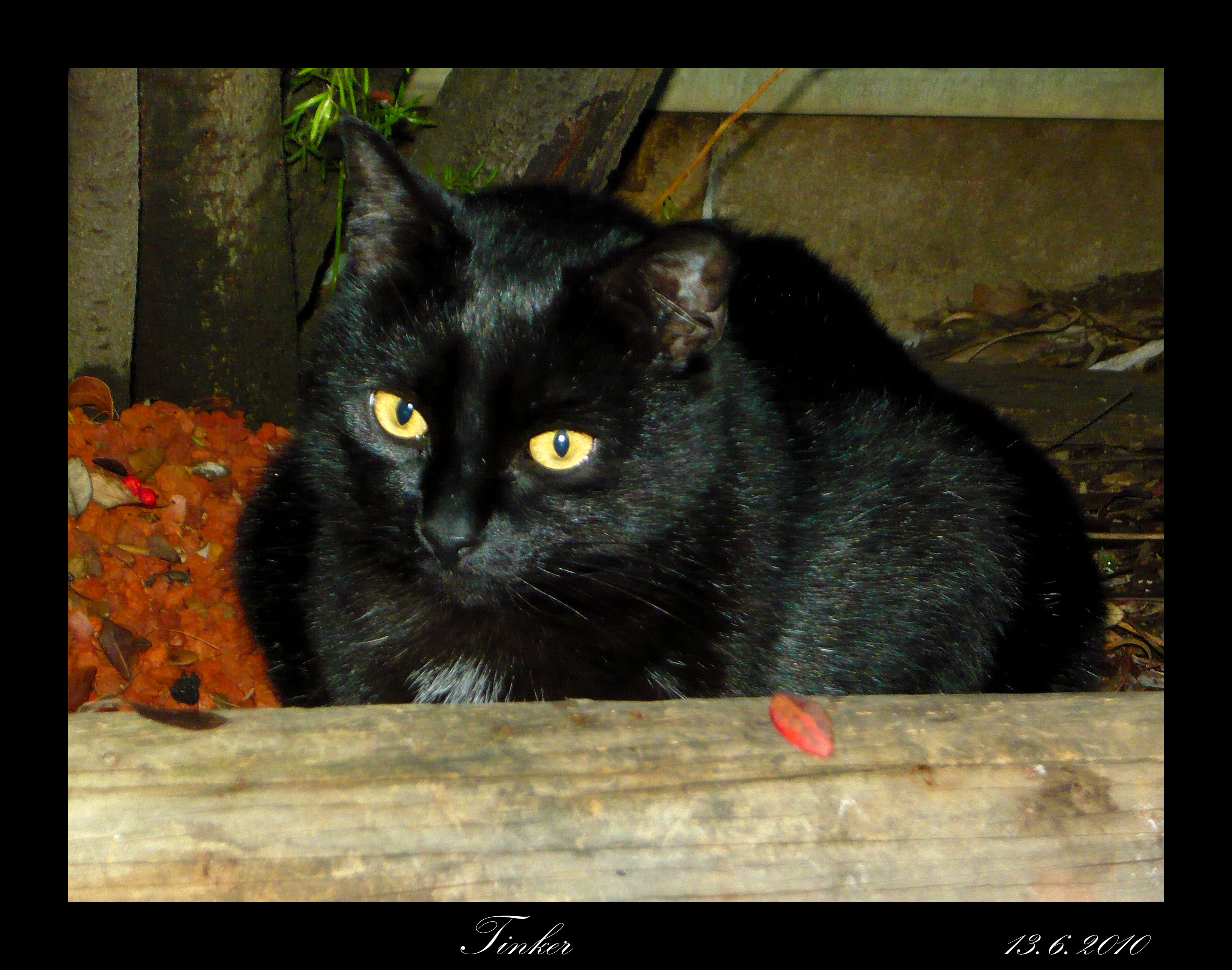 P1010841 copy tinker