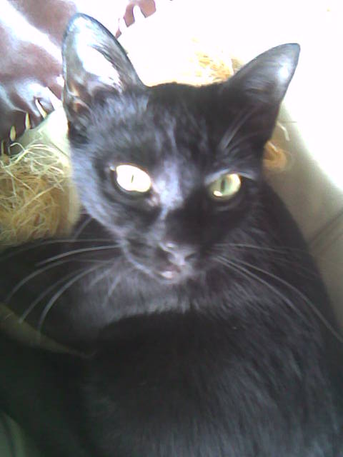 blackie