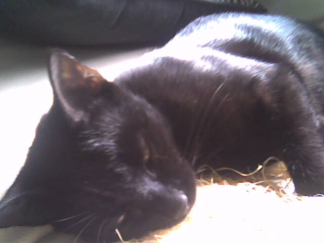blackie1