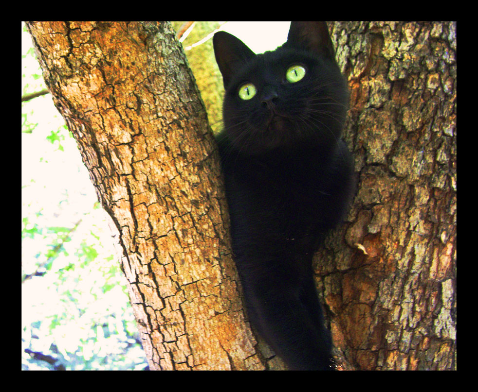 blackie1