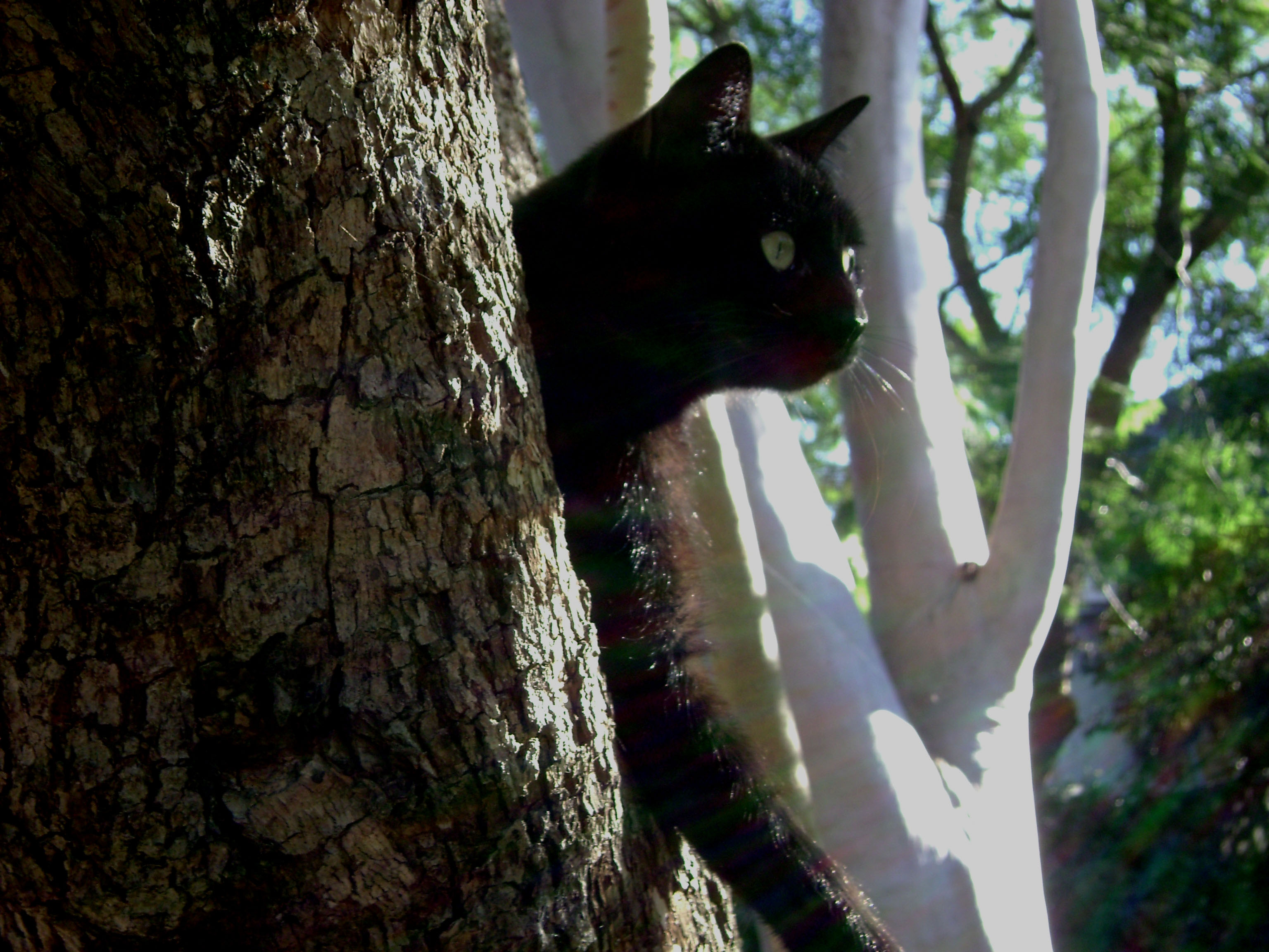 blackie2