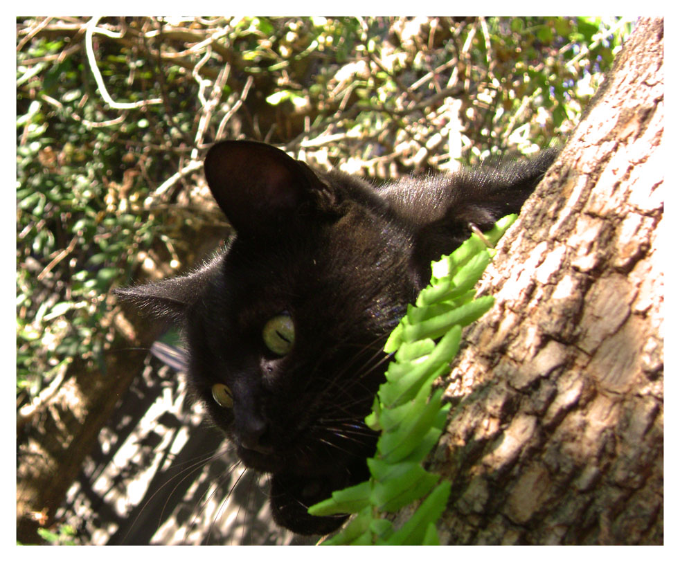 blackie3