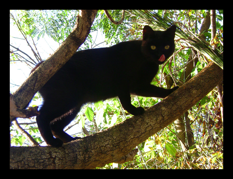 blackie5