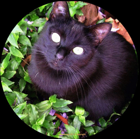 gif blackie1
